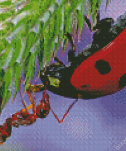 Close Up Ant And Ladybug Diamond Painting