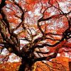 Fall Old Growth Tree Diamond Painting