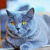 Fluffy Grey Cat Diamond Painting