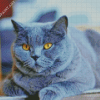 Fluffy Grey Cat Diamond Painting