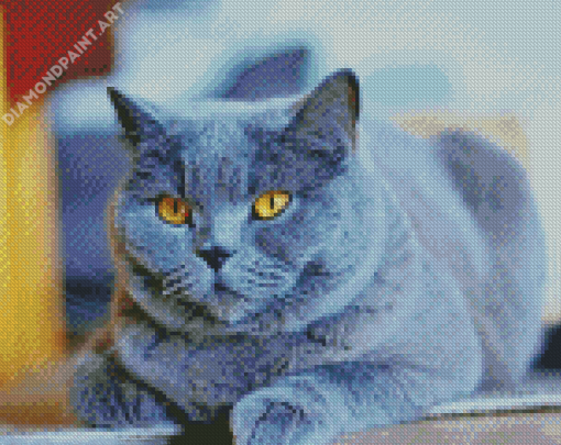 Fluffy Grey Cat Diamond Painting