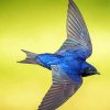 Flying Purple Martin Diamond Painting