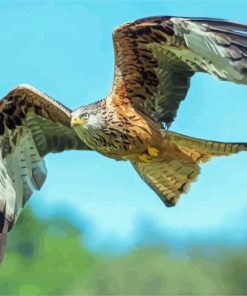 Flying Red Kite Bird Diamond Painting