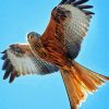 Flying Red Kite Diamond Painting