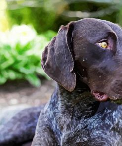 German Shorthaired Pointer Animals Diamond painting