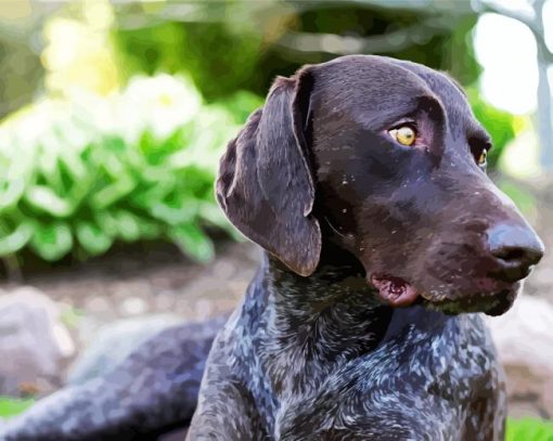 German Shorthaired Pointer Animals Diamond painting