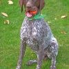 German Shorthaired Pointer Diamond painting