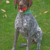 German Shorthaired Pointer Diamond painting