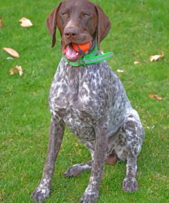 German Shorthaired Pointer Diamond painting