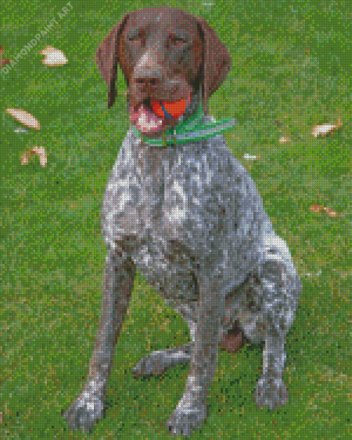 German Shorthaired Pointer Diamond painting