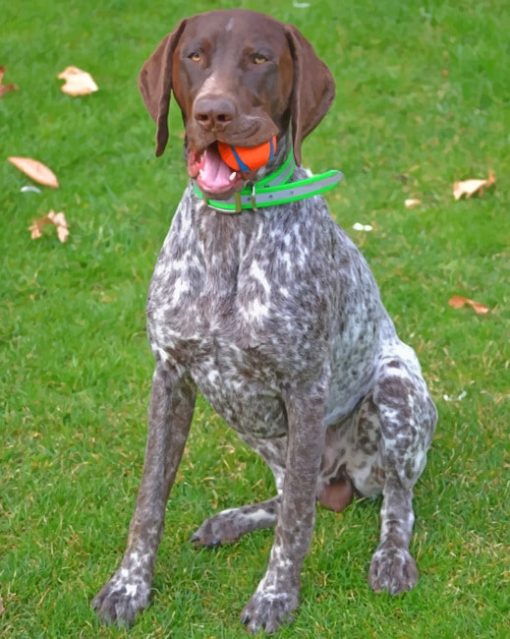 German Shorthaired Pointer Diamond painting