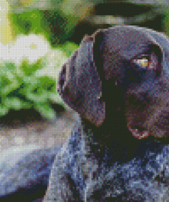 German Shorthaired Pointer Animals Diamond painting