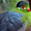 Green Cheek 5D Diamond Painting