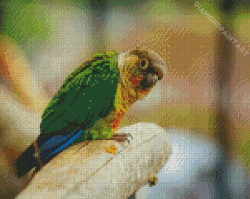 Green Cheeked Parakeet Bird Art Diamond Painting