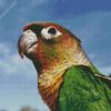 Green Cheeked Parakeet Face Diamond Painting