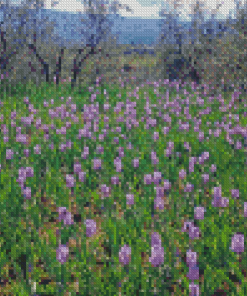 Iris Field Diamond painting