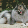 Keeshond Dog Animal Diamond Painting