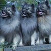 Keeshond Puppies Diamond Painting