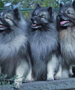 Keeshond Puppies Diamond Painting