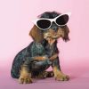 Puppy With Sunglasses Animal Diamond Painting