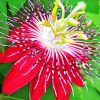 Red Passion Flower Diamond Painting