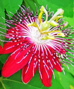 Red Passion Flower Diamond Painting