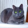 Russian Blue Kitty Diamond Painting