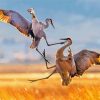 Sandhill Crane Fighting Diamond Painting