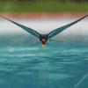 Swallow Bird Flying 5D Diamond Painting