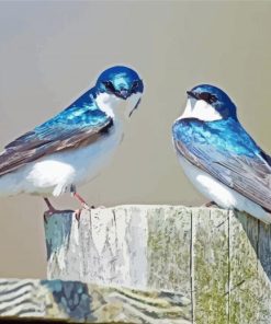 Swallow Birds 5D Diamond Painting