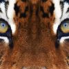 Tiger Eyes Diamond Painting