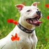 White Staffy Dog Diamond Painting