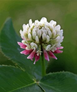 White Clover Diamond Painting