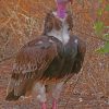 White Headed Vulture Diamond painting