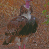 White Headed Vulture Diamond painting