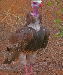 White Headed Vulture Diamond painting