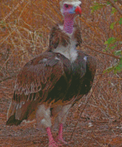 White Headed Vulture Diamond painting