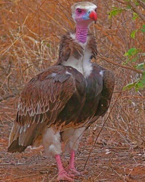 White Headed Vulture Diamond painting