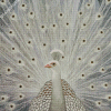 White Peacock Bird 5D Diamond Painting