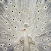 White Peacock Bird 5D Diamond Painting