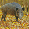 Wild Boar Diamond Painting