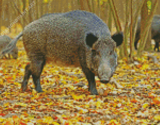 Wild Boar Diamond Painting