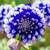 Aesthetic Blue Dahlia Diamond Painting