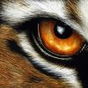 Aesthetic Tiger Eyes Art Diamond Painting