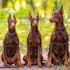 Aesthetic Dobermanns Diamond Painting