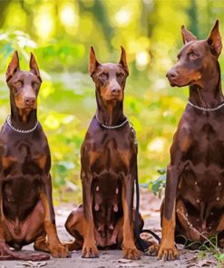 Aesthetic Dobermanns Diamond Painting