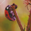 Ant And Ladybug Insect Diamond Painting