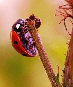 Ant And Ladybug Insect Diamond Painting