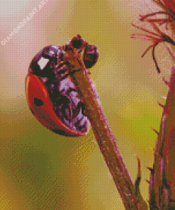 Ant And Ladybug Insect Diamond Painting