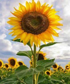 Beautiful Sunflower Heart Diamond Painting